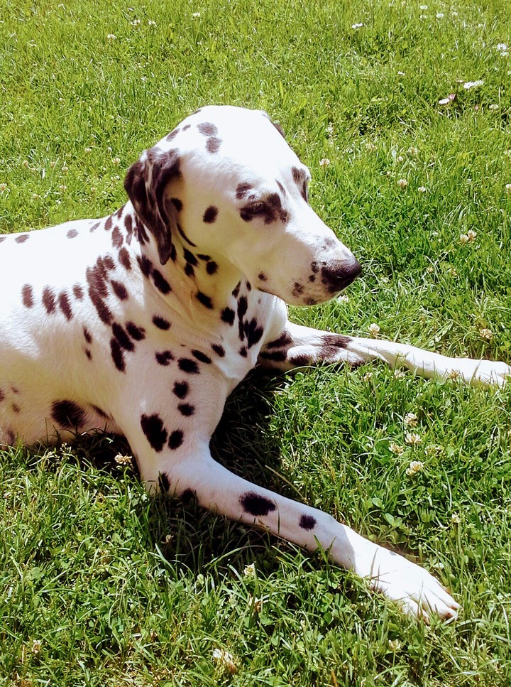 Dalmation