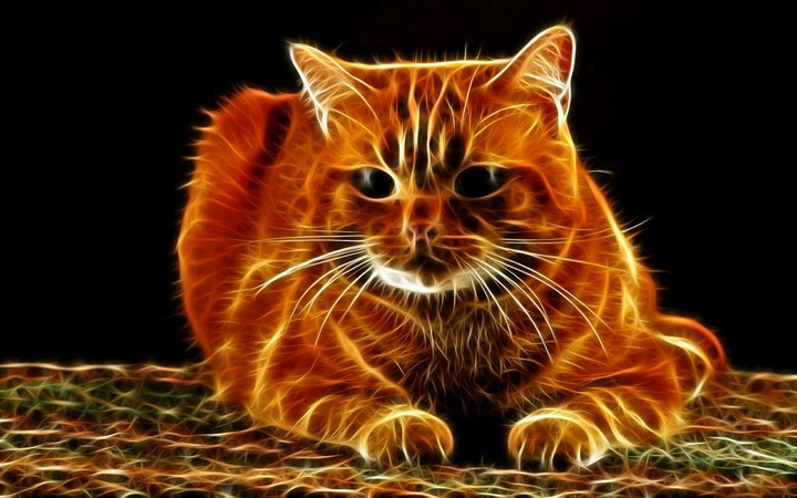 fire cat