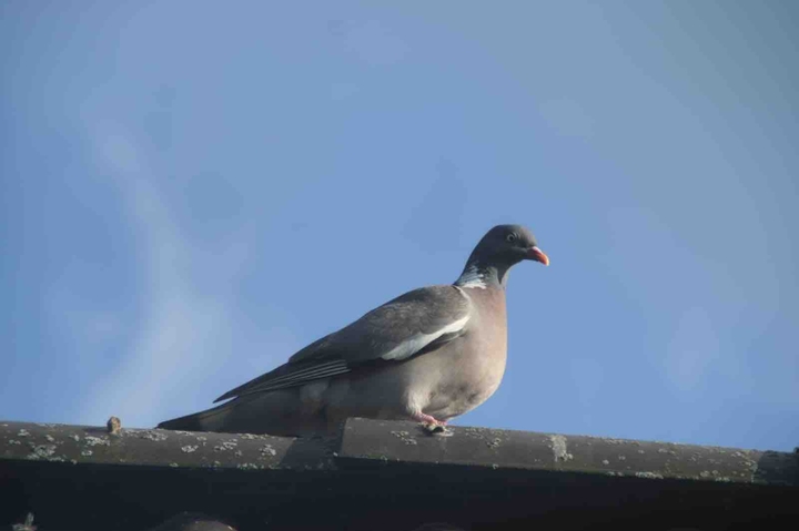 Taube