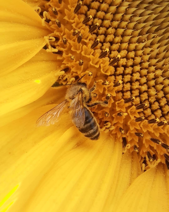bee