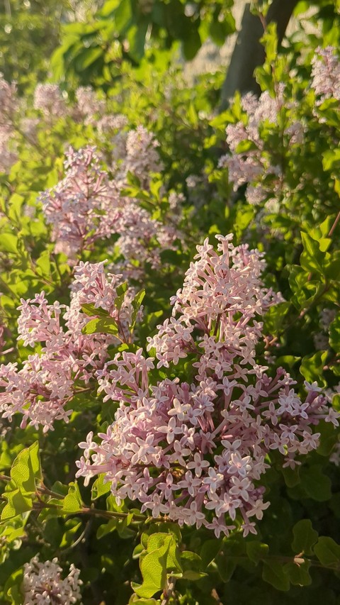 fonds d'écran groundcover, subshrub