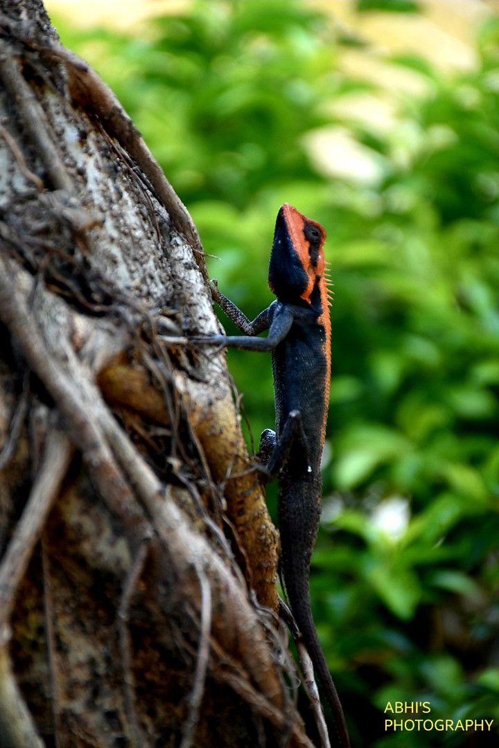 Sarda On Tree