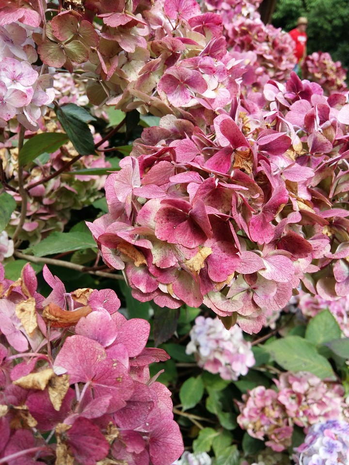 pink flower