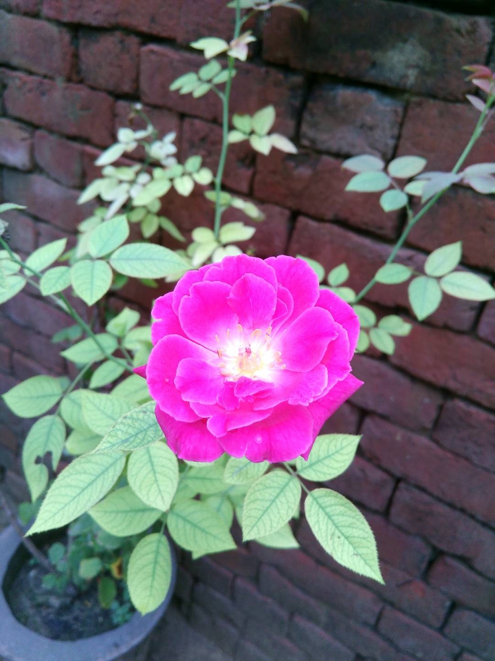 Roses