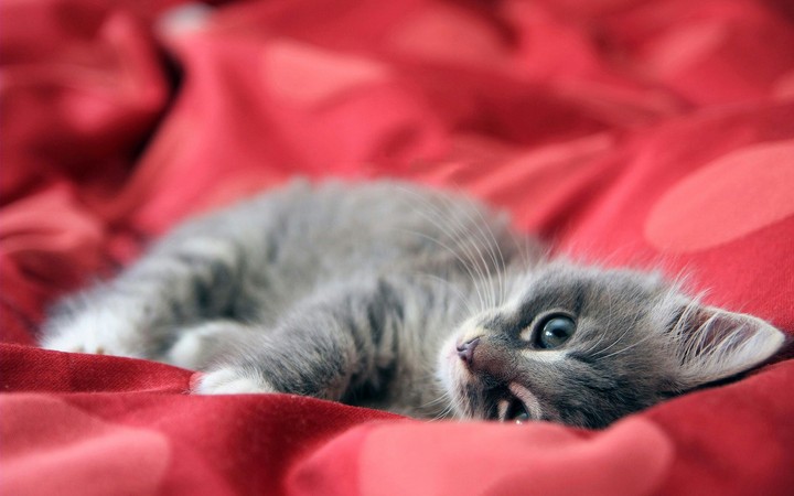 cat