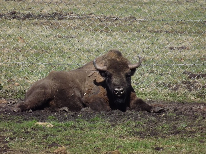 Bison paddock