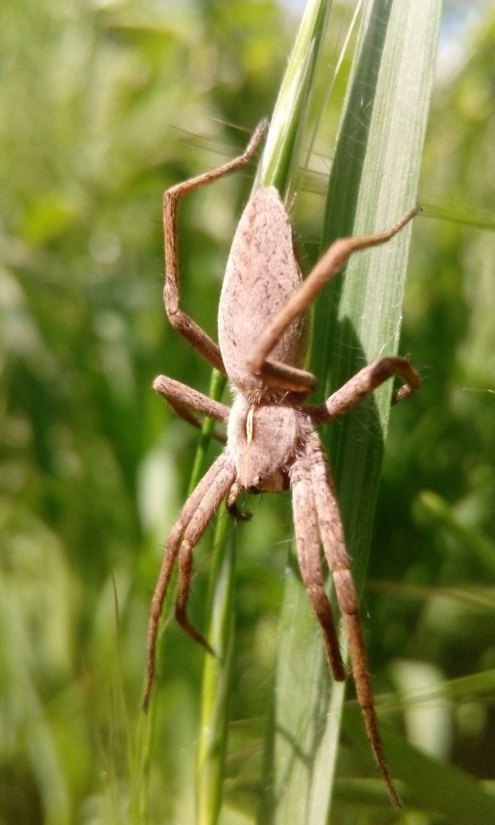spider pisaura mirabilis