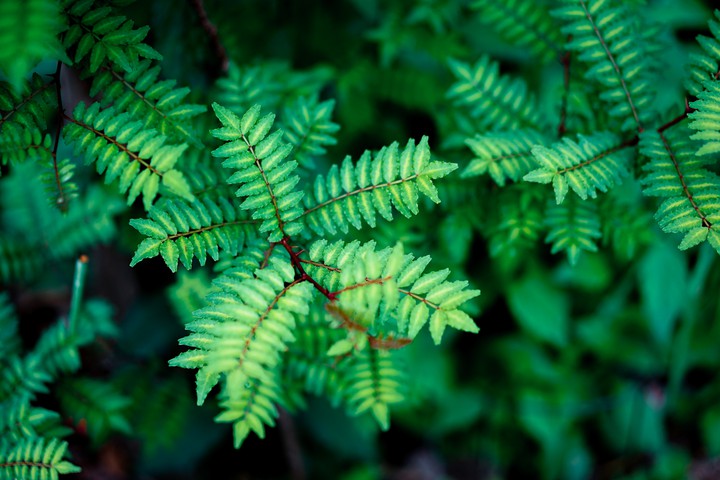 nature