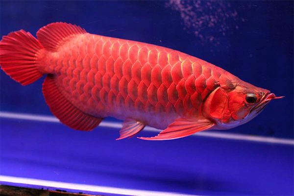 Arowana