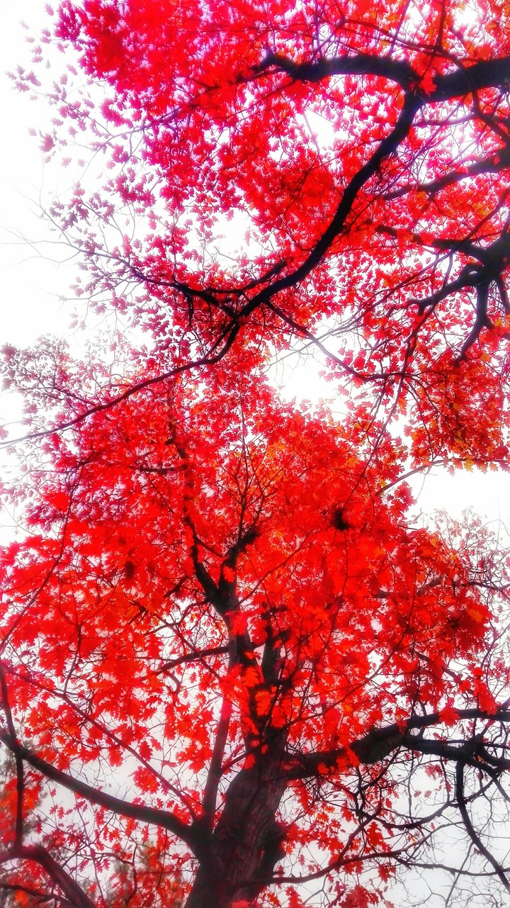 Red tree