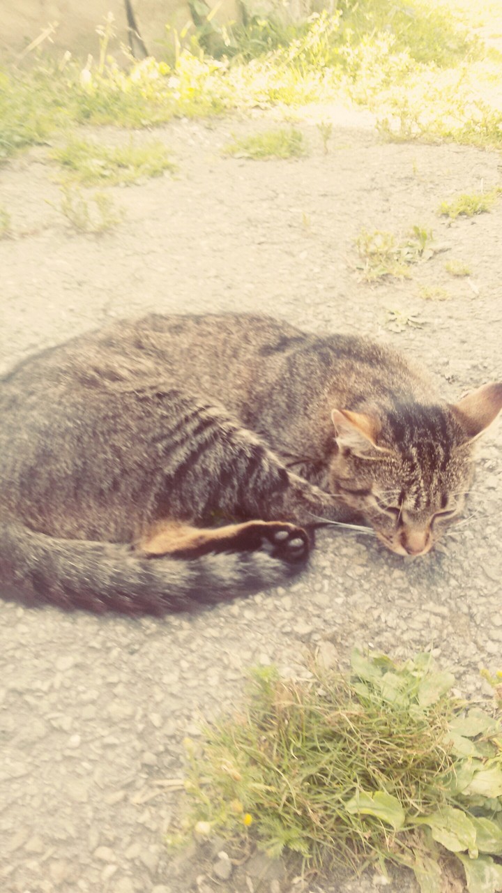 Cat