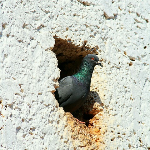 Pigeon