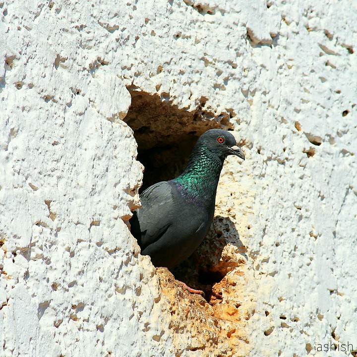Pigeon