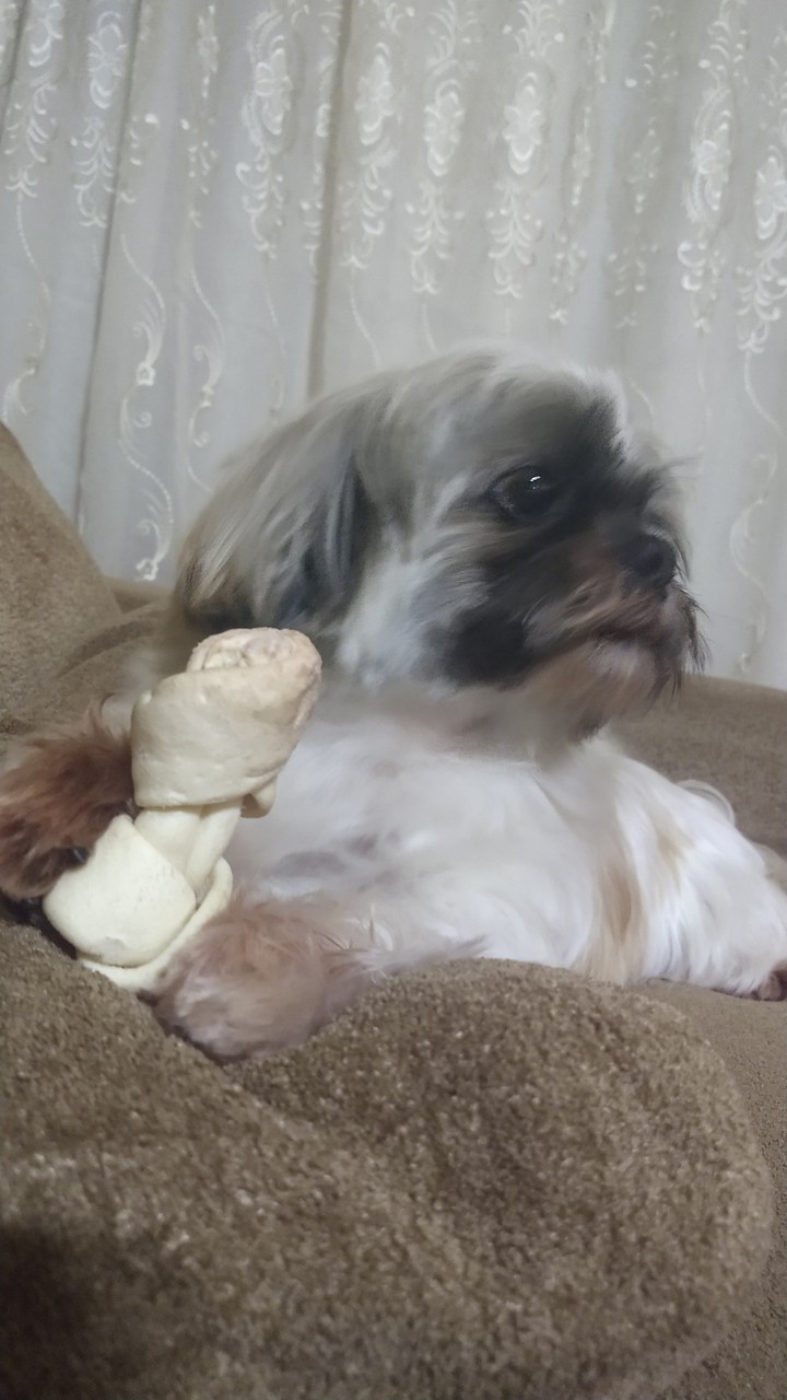 Dog