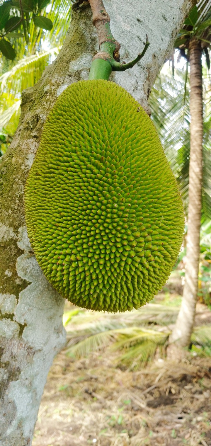 nature