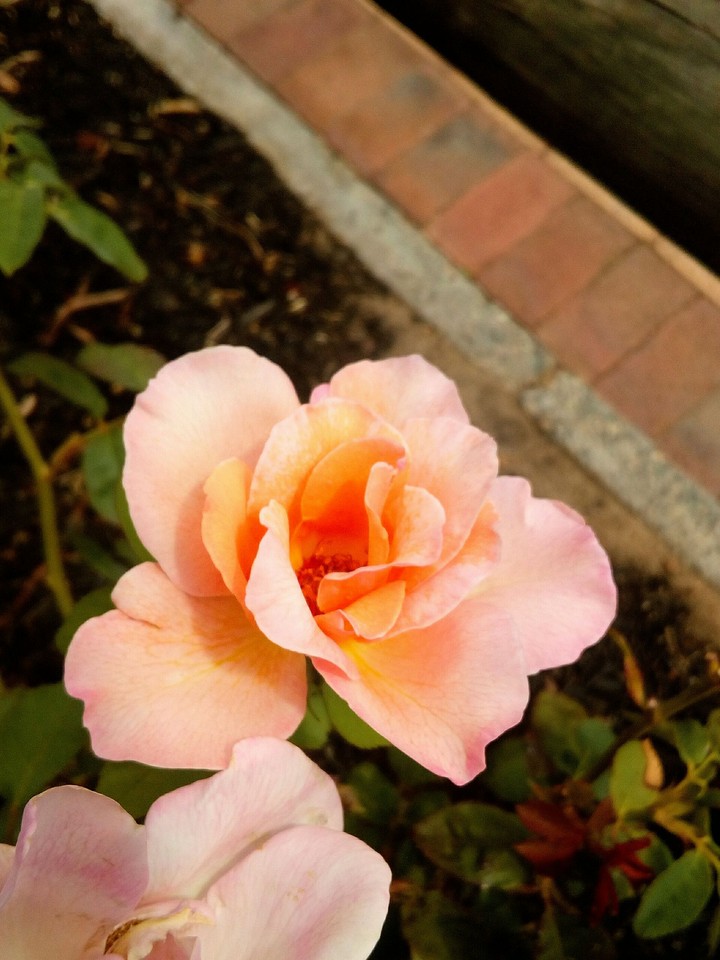 Sunny flower