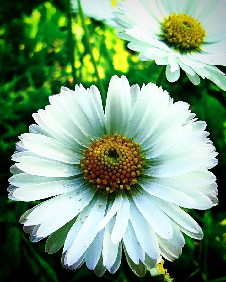 daisy