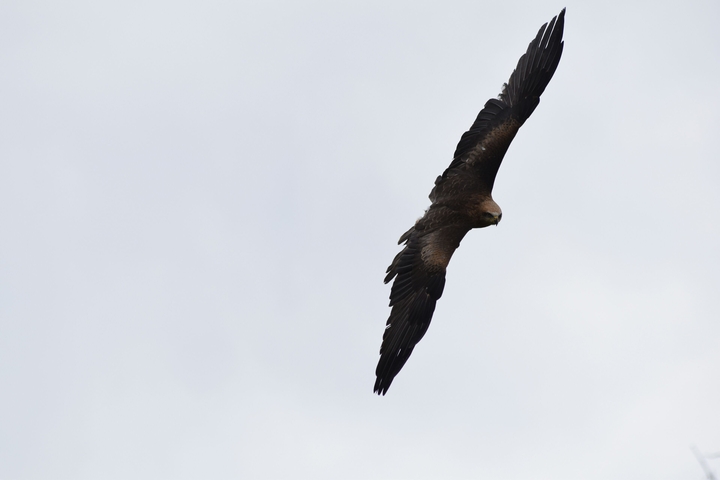 Flying Bird