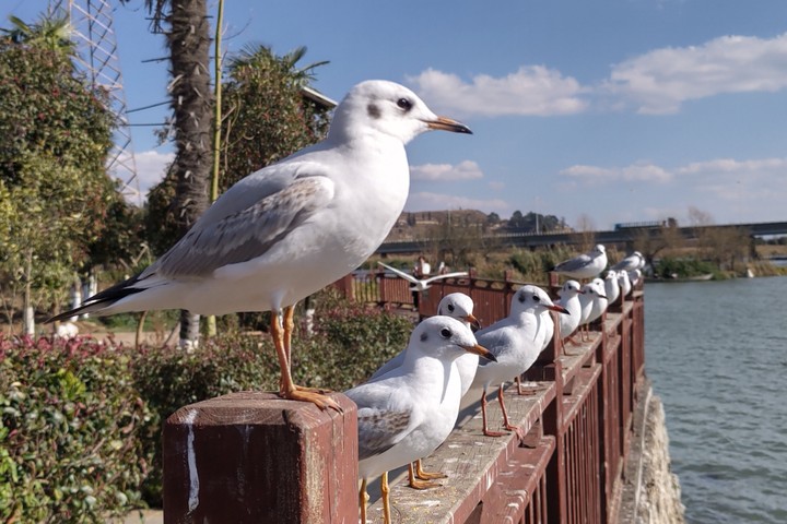 Seagulls in Kunming