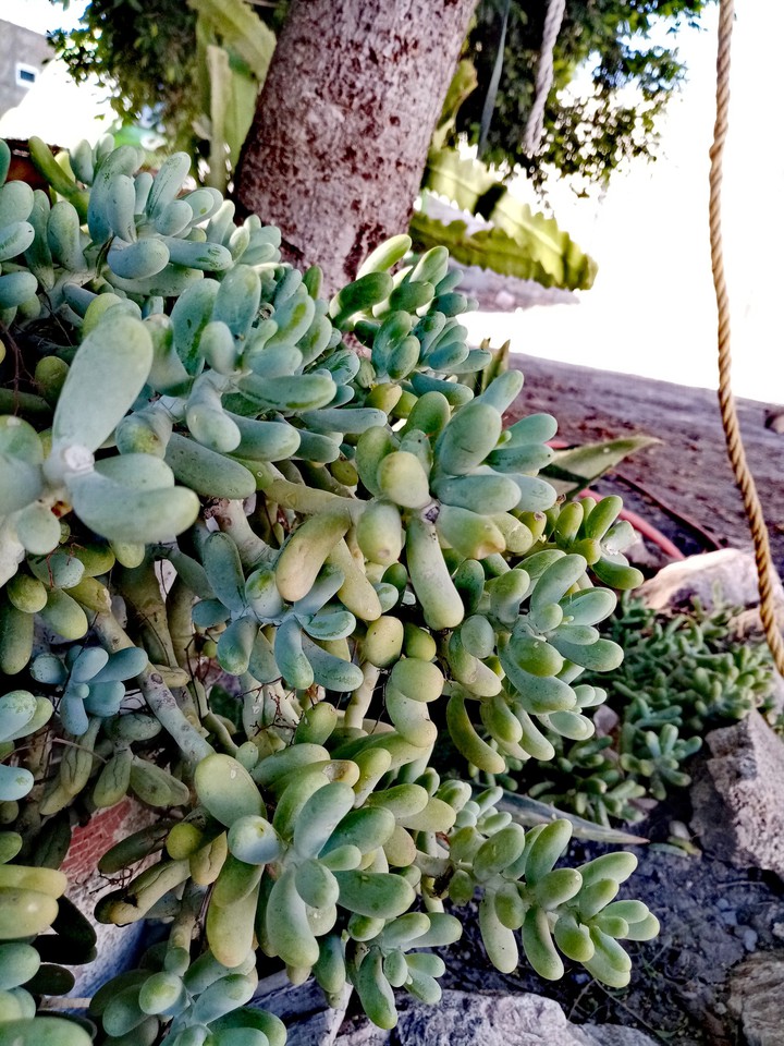 Plantas