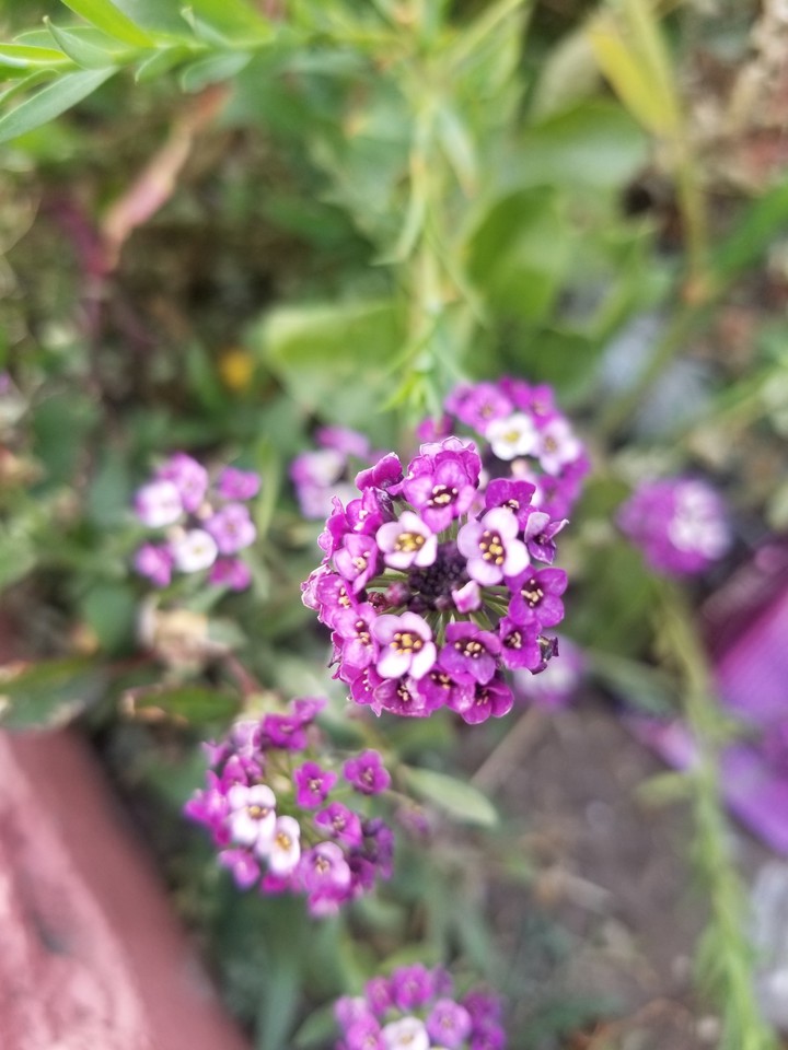 flowers