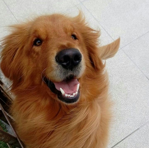 רקעים snout, dog