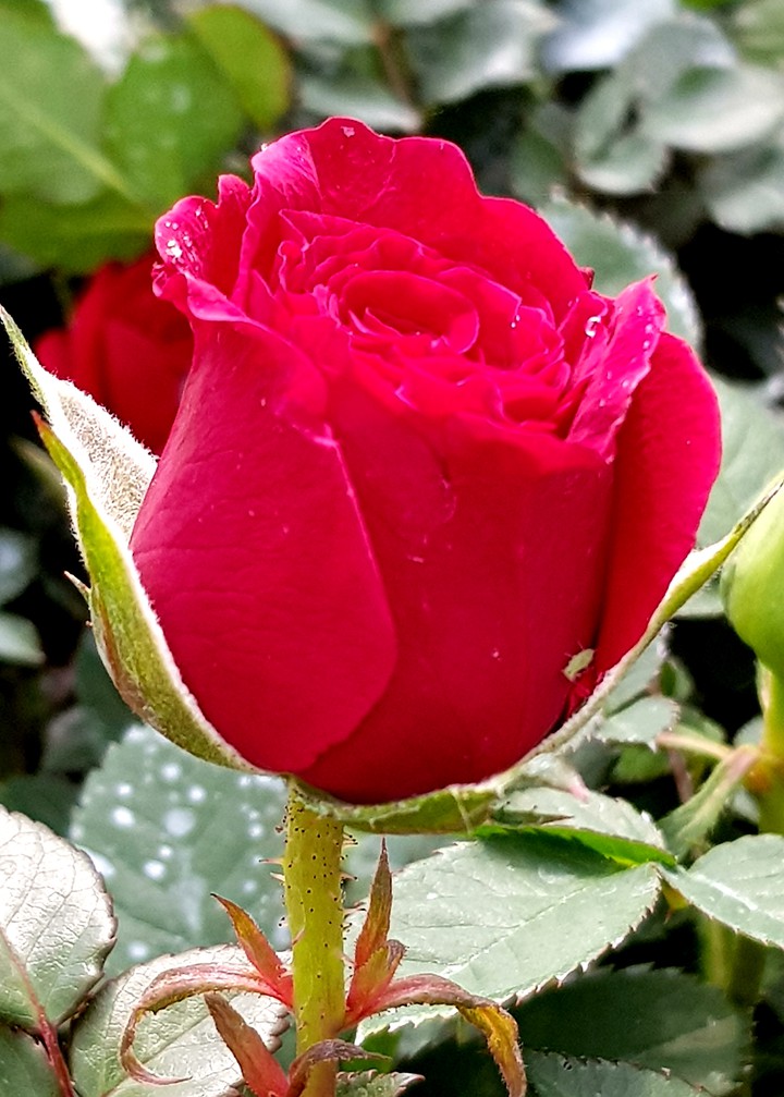 My new rose