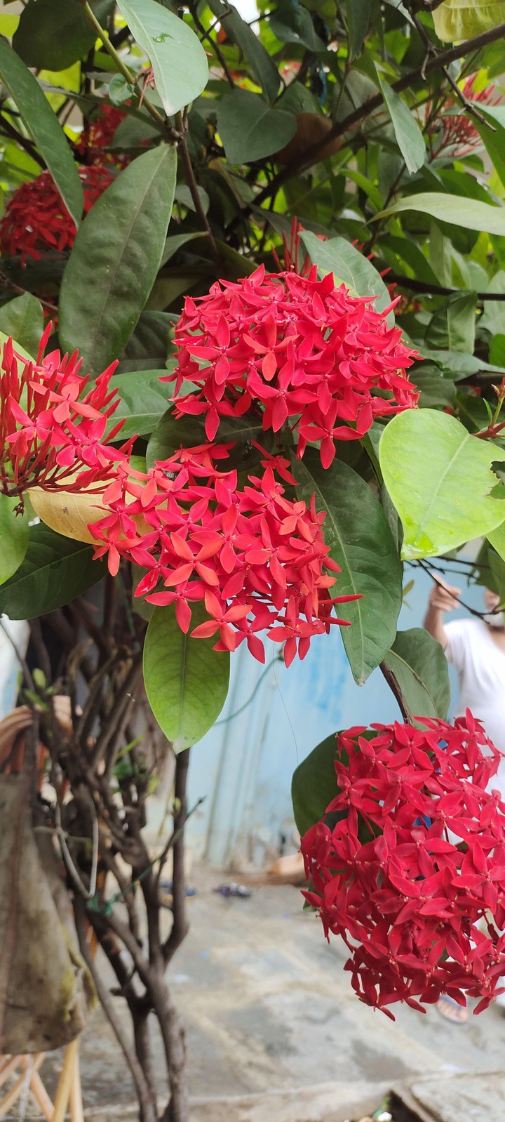 flowers click on vivo v20