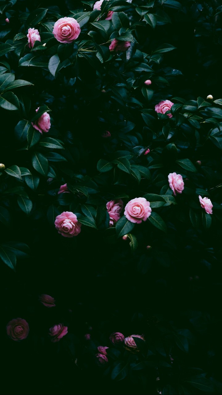 °•✦•°✽♡°•✦•°♡✽°•✦•°✽♡°•✦•°