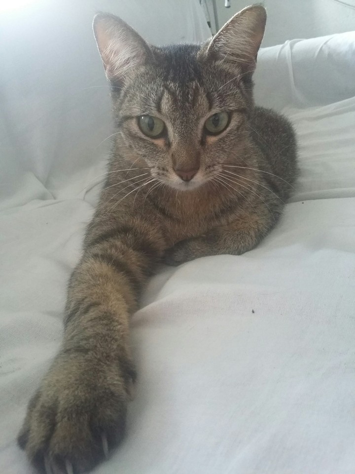 Camilla cat