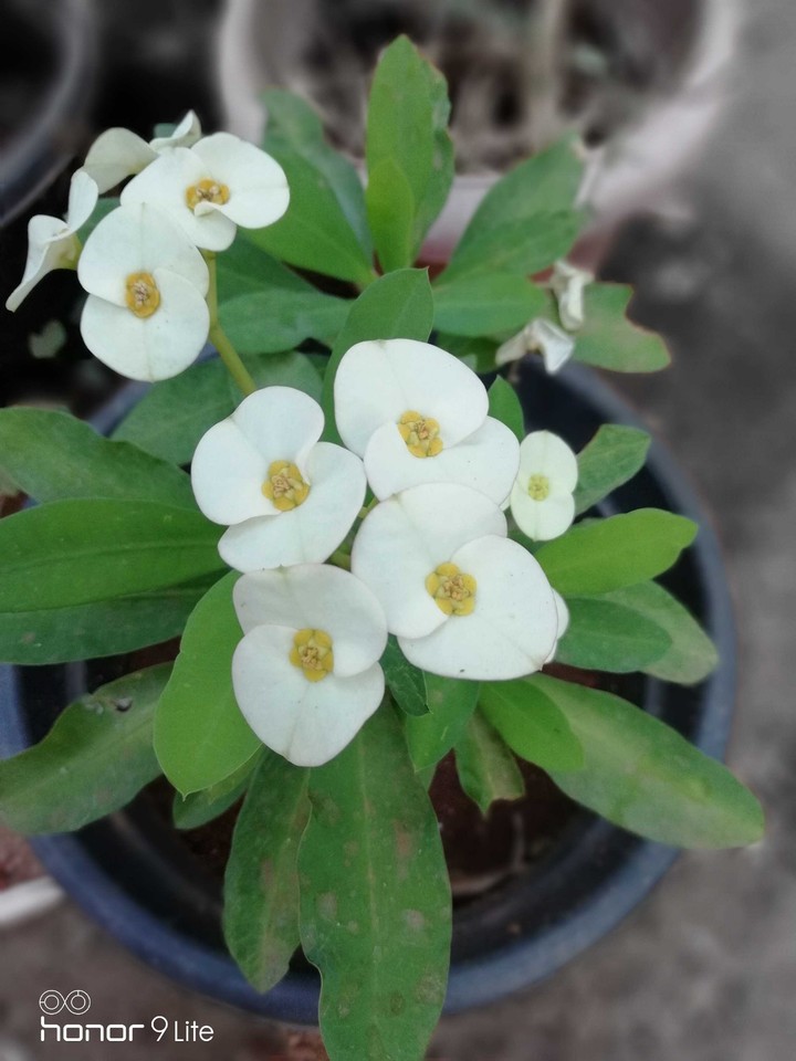 flower