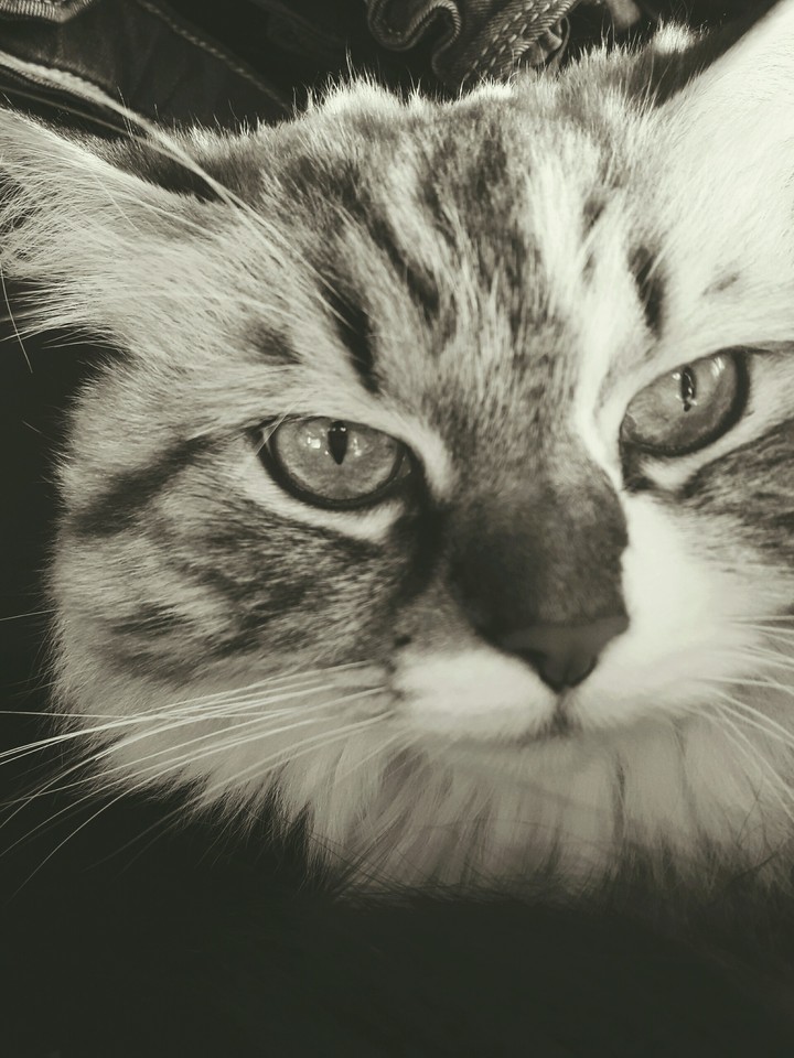 Kater❤