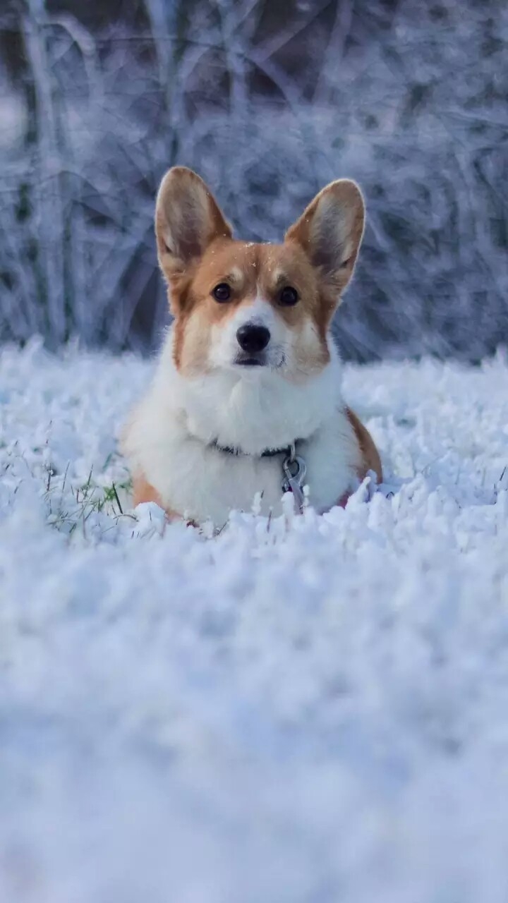 Cute Pets