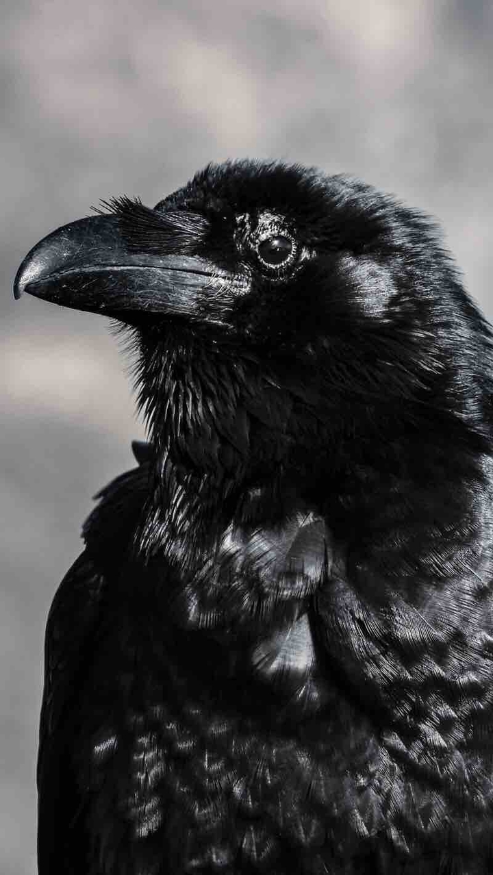 crow