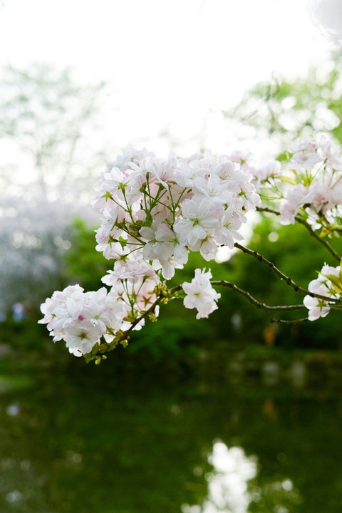 branch, spring वॉलपेपर