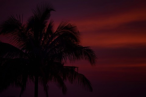 TREE IN SUNSET