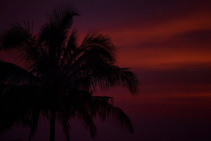 TREE IN SUNSET