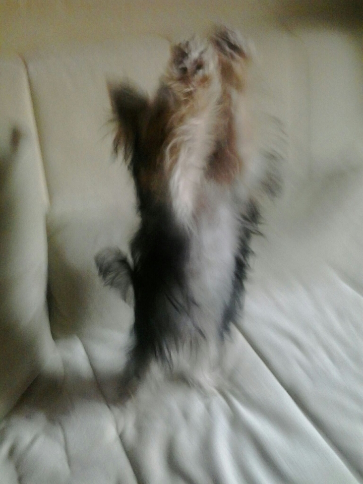 puppy