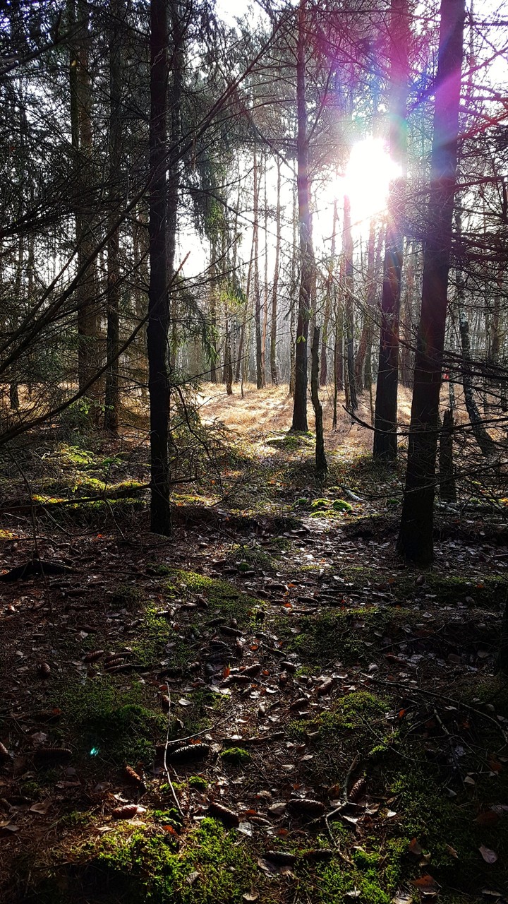 Go to forest