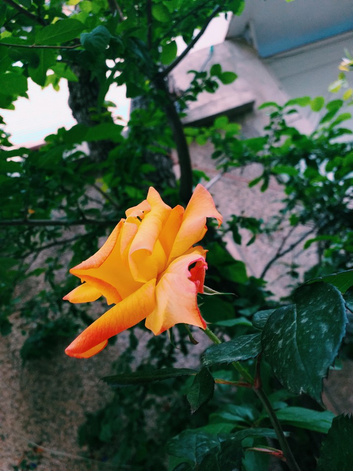 flower