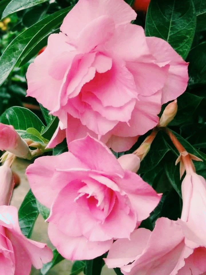 ROSE 2