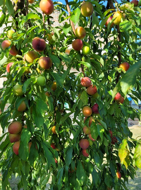 food, calamondin háttérképek
