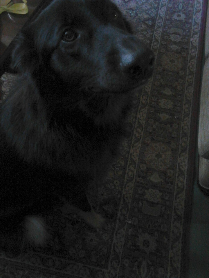 doggie