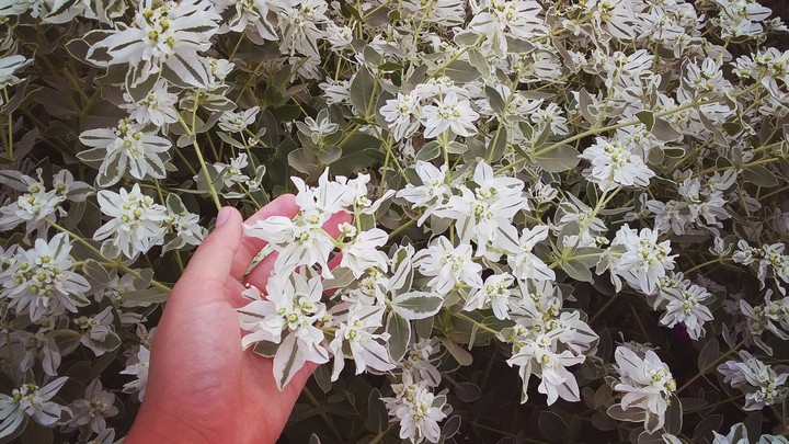 white flowers