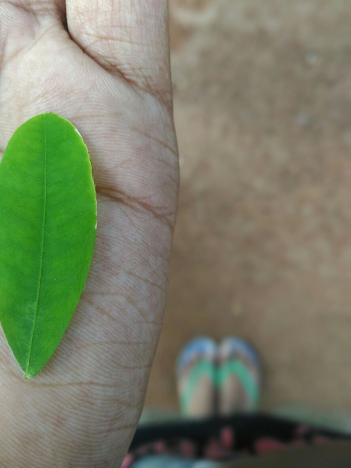 greeny palm