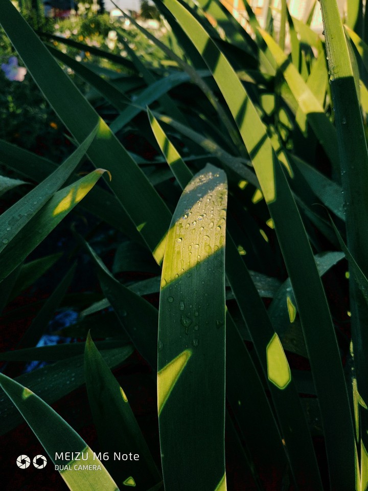 nature