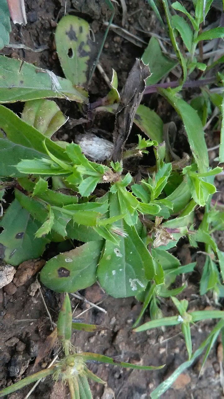 green beauty