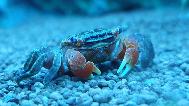 crab life