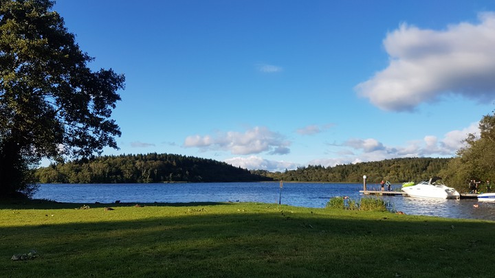 blue skies and forest
