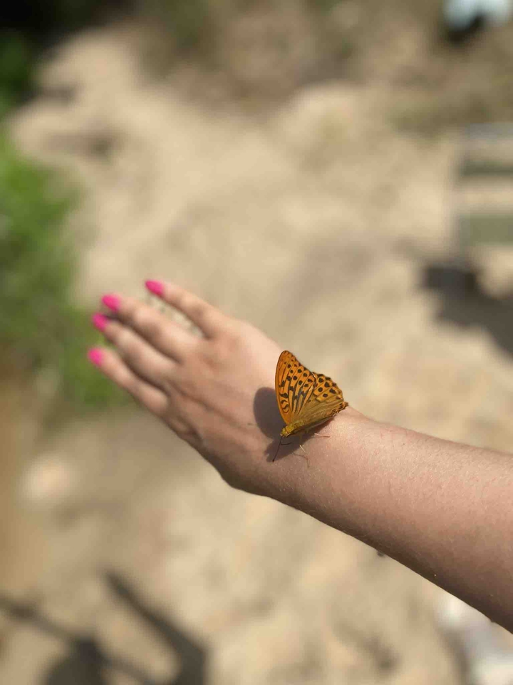 butterfly